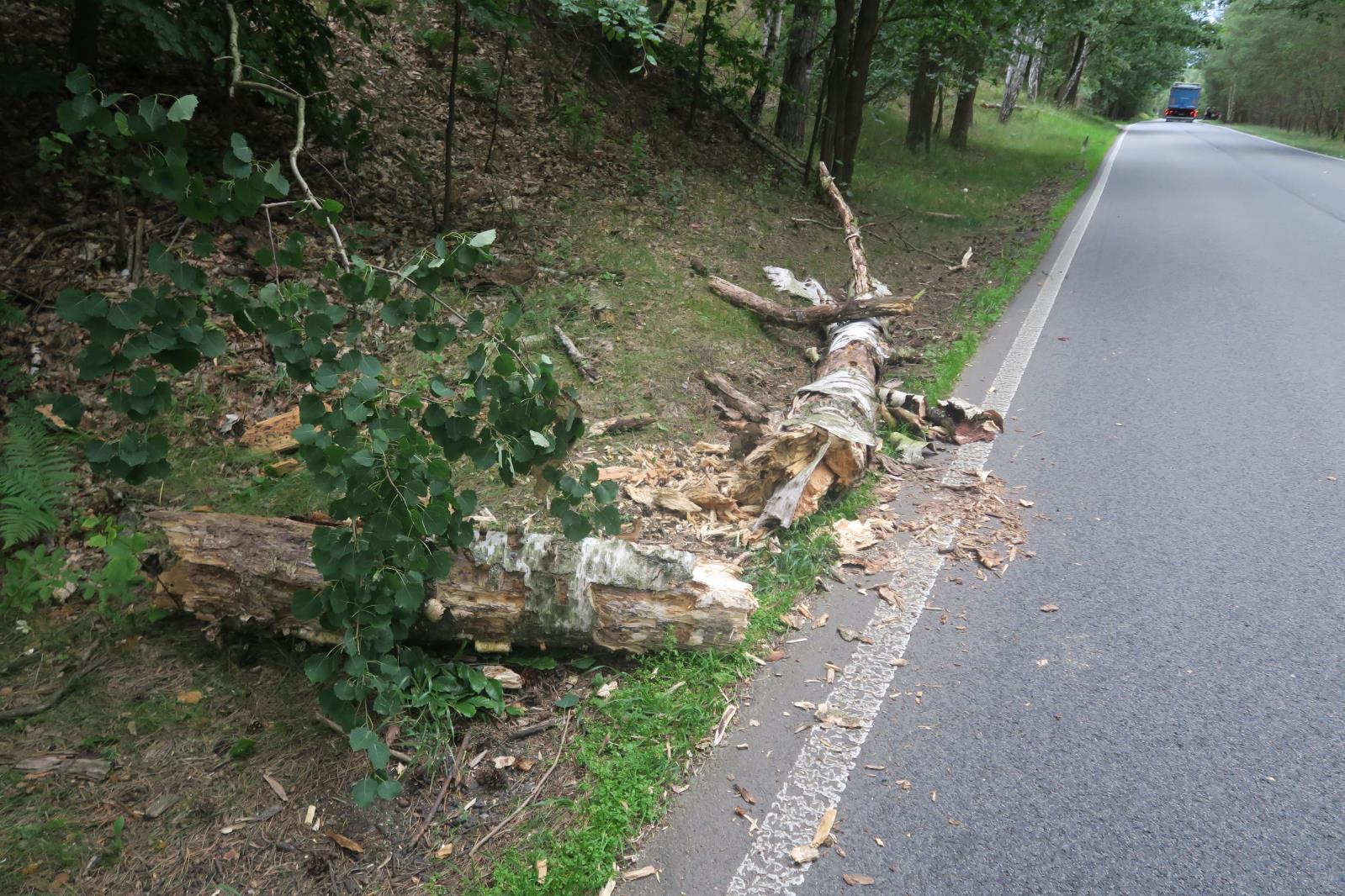 pád břízy na vozidlo 3
