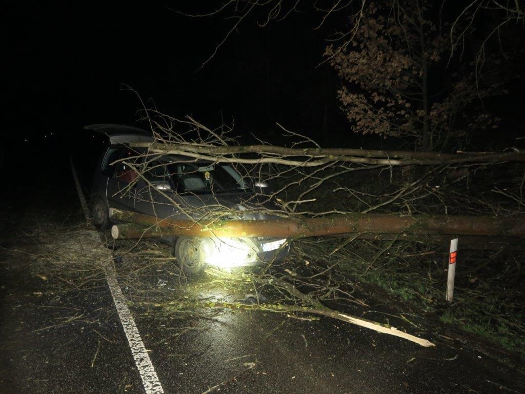padlý strom