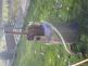 palenice1
