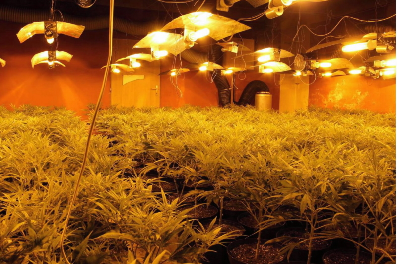 pěstírna konopí II.