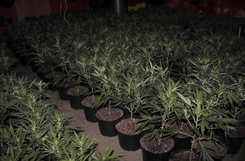 pěstírna konopí III.