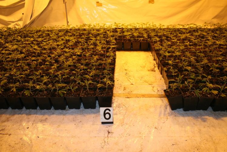 pěstírna konopí Žatec