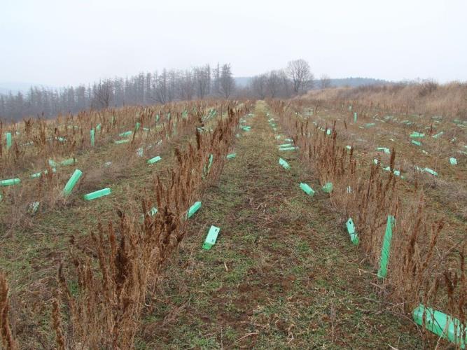 poniceny vinohrad_02