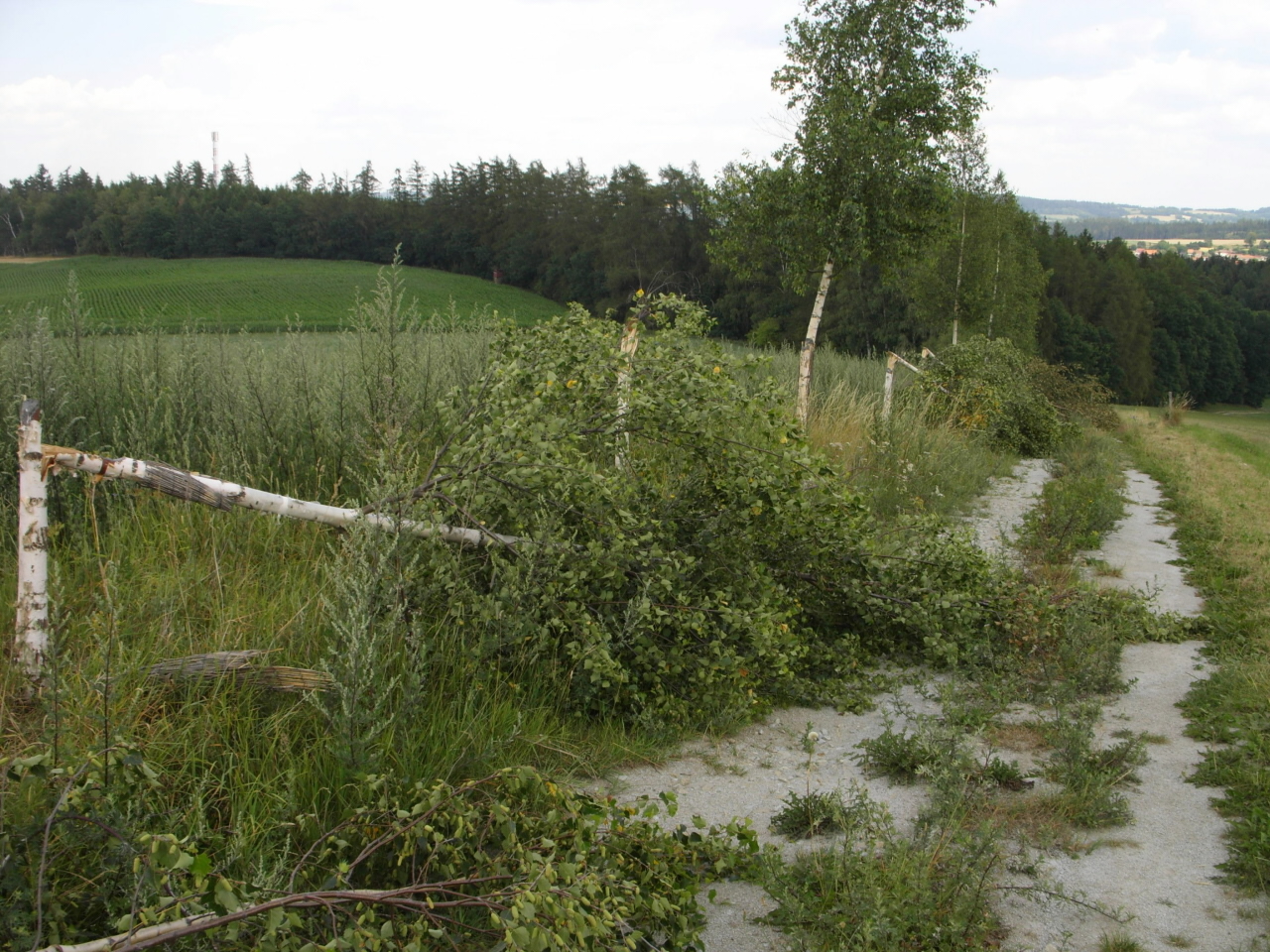 poškozené břízy - Radením - 02.jpg