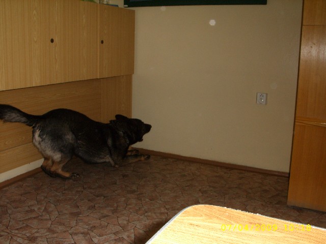 škola9