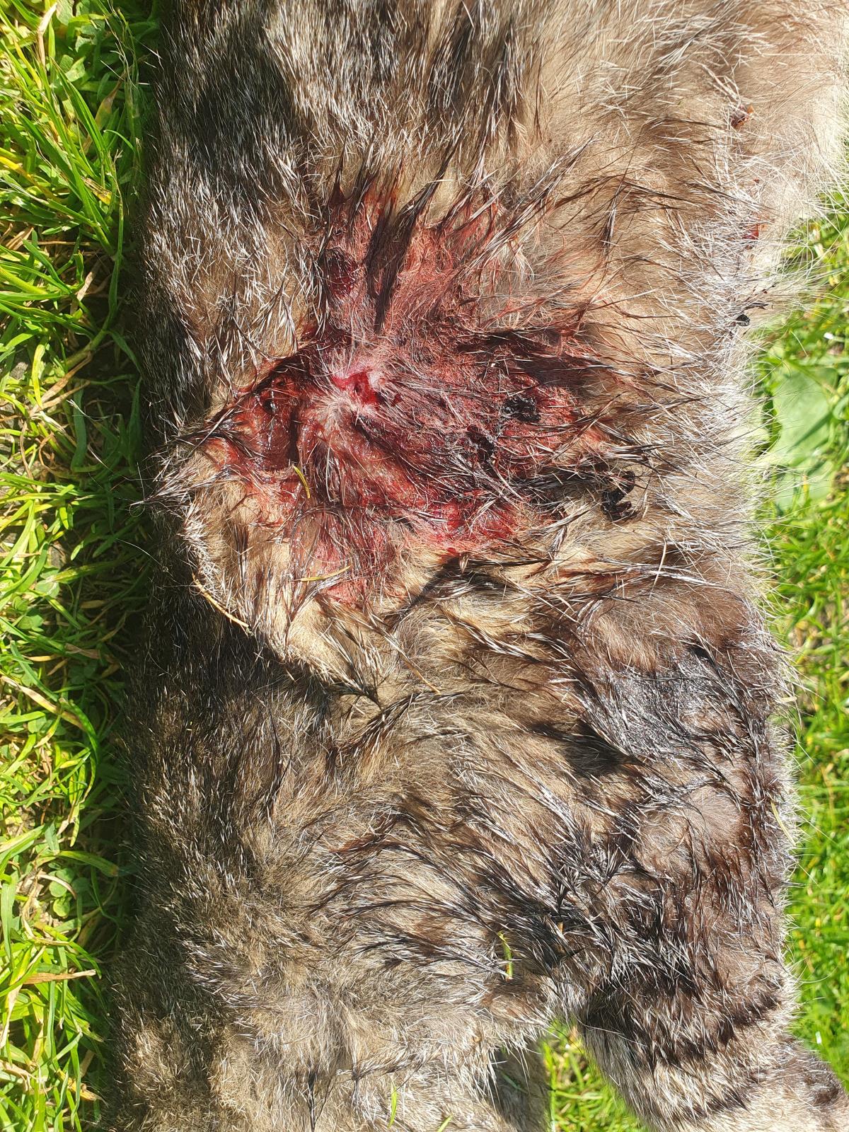 smrtelný zásah kocoura Mourečka