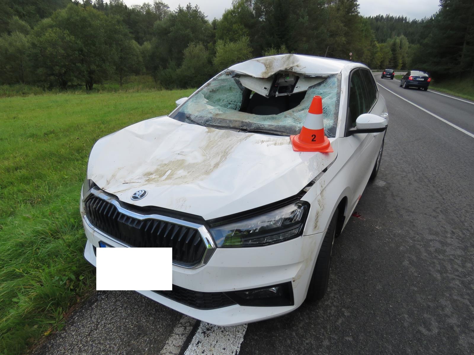 srážka s jelenem