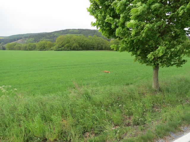 střet se zvěří