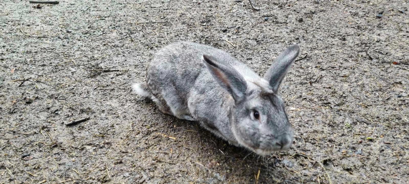 unesený králík domácí