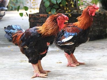 vietnamský kohout