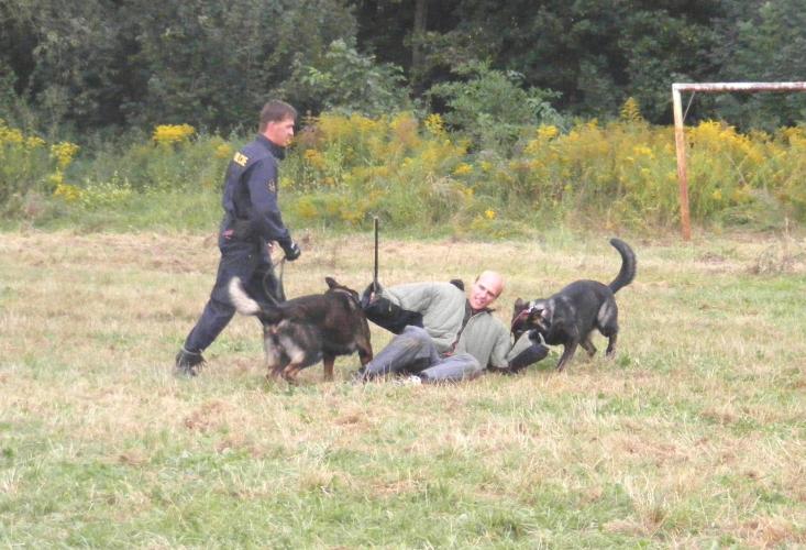 výcvik služebních psů