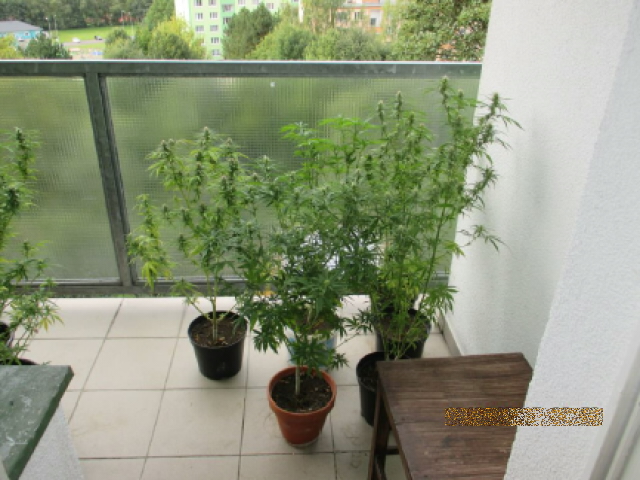 vypěstovaná marihuana