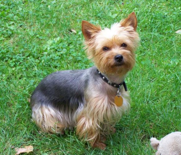 yorkšírský teriér.jpg