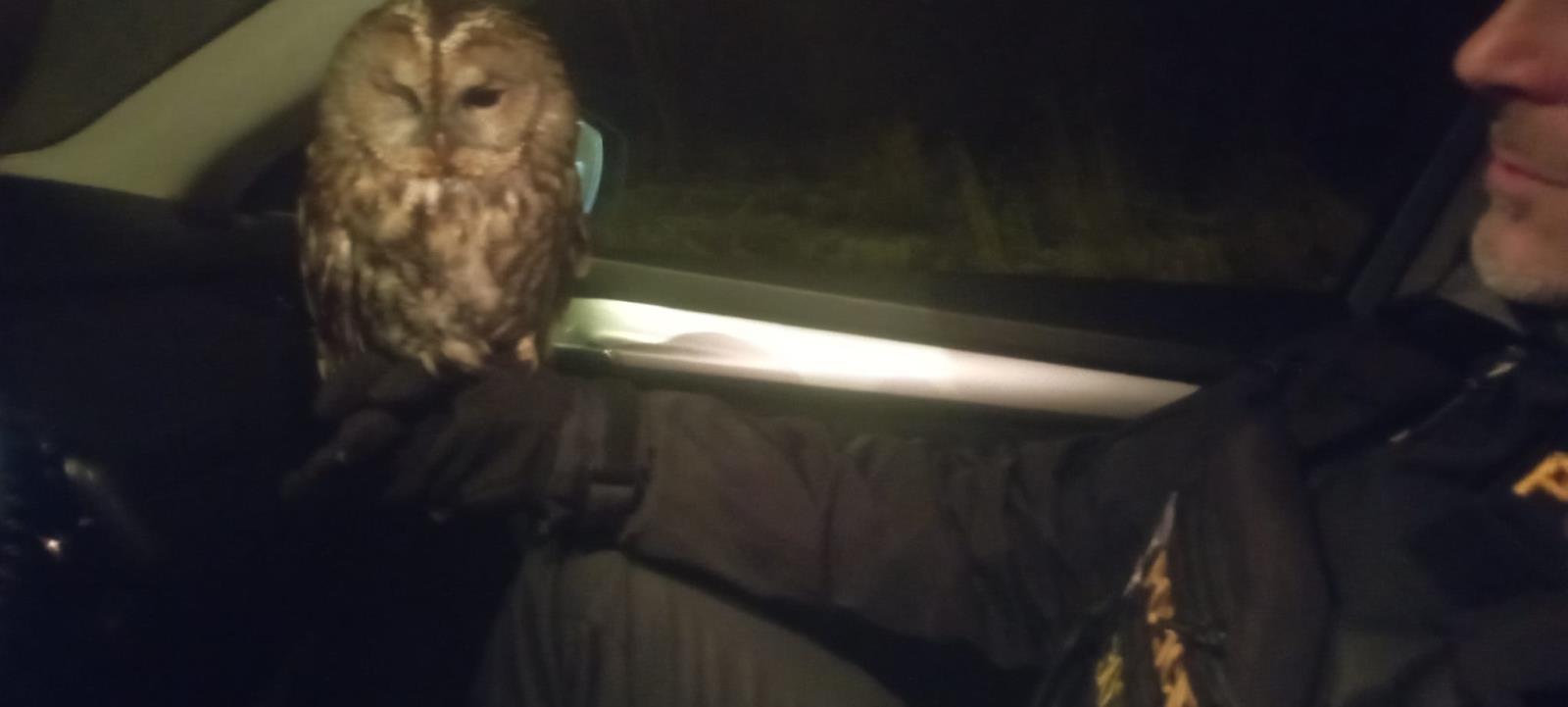 záchrana samičky puštíka obecného 1