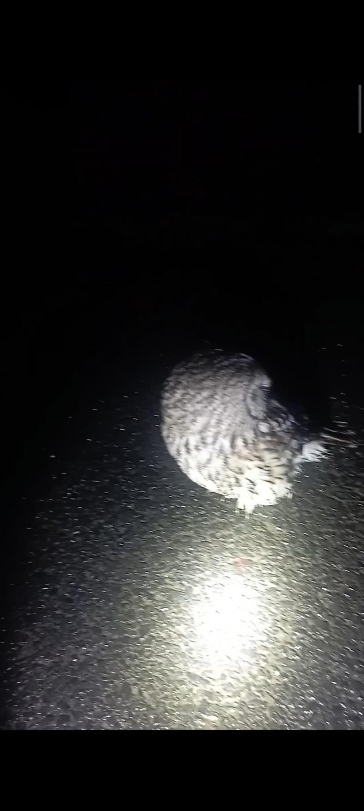 záchrana samičky puštíka obecného 2