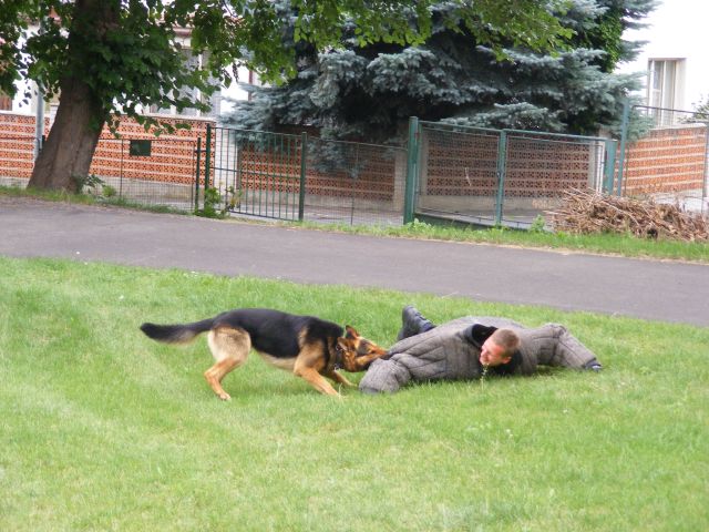 zadržení pachatele