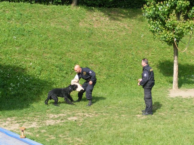 zadržení pachatele psem