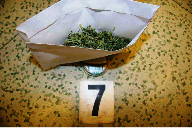 zajištěná marihuana