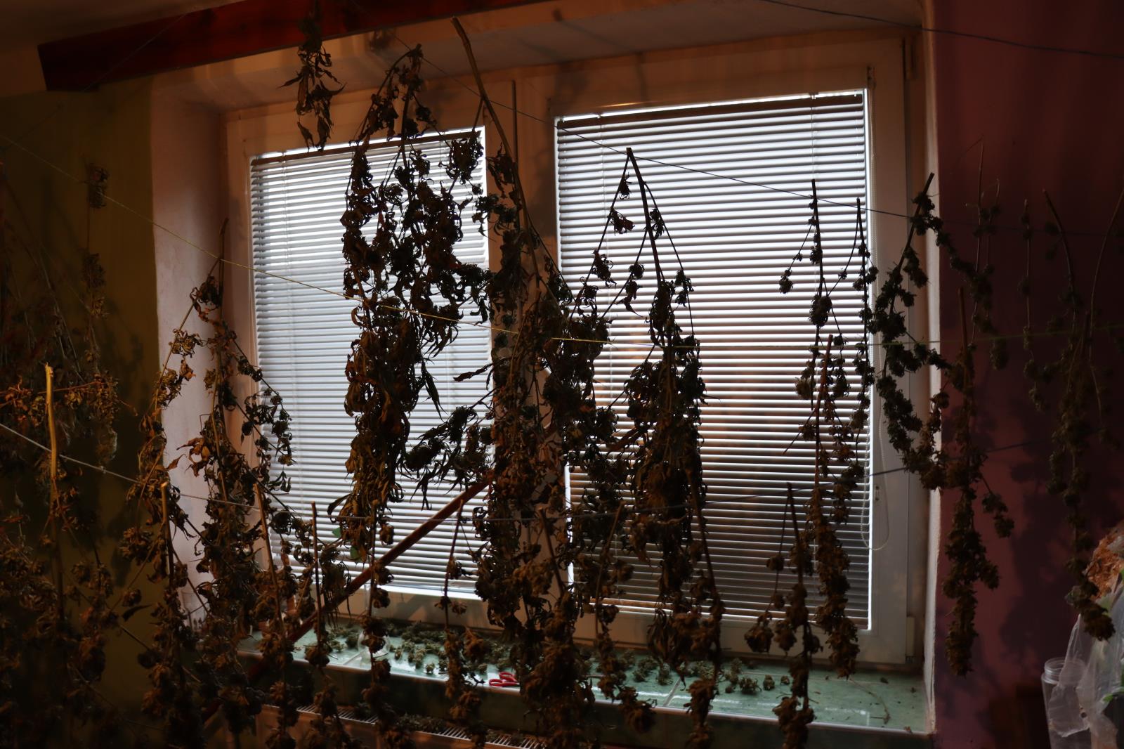 zajištěné konopí