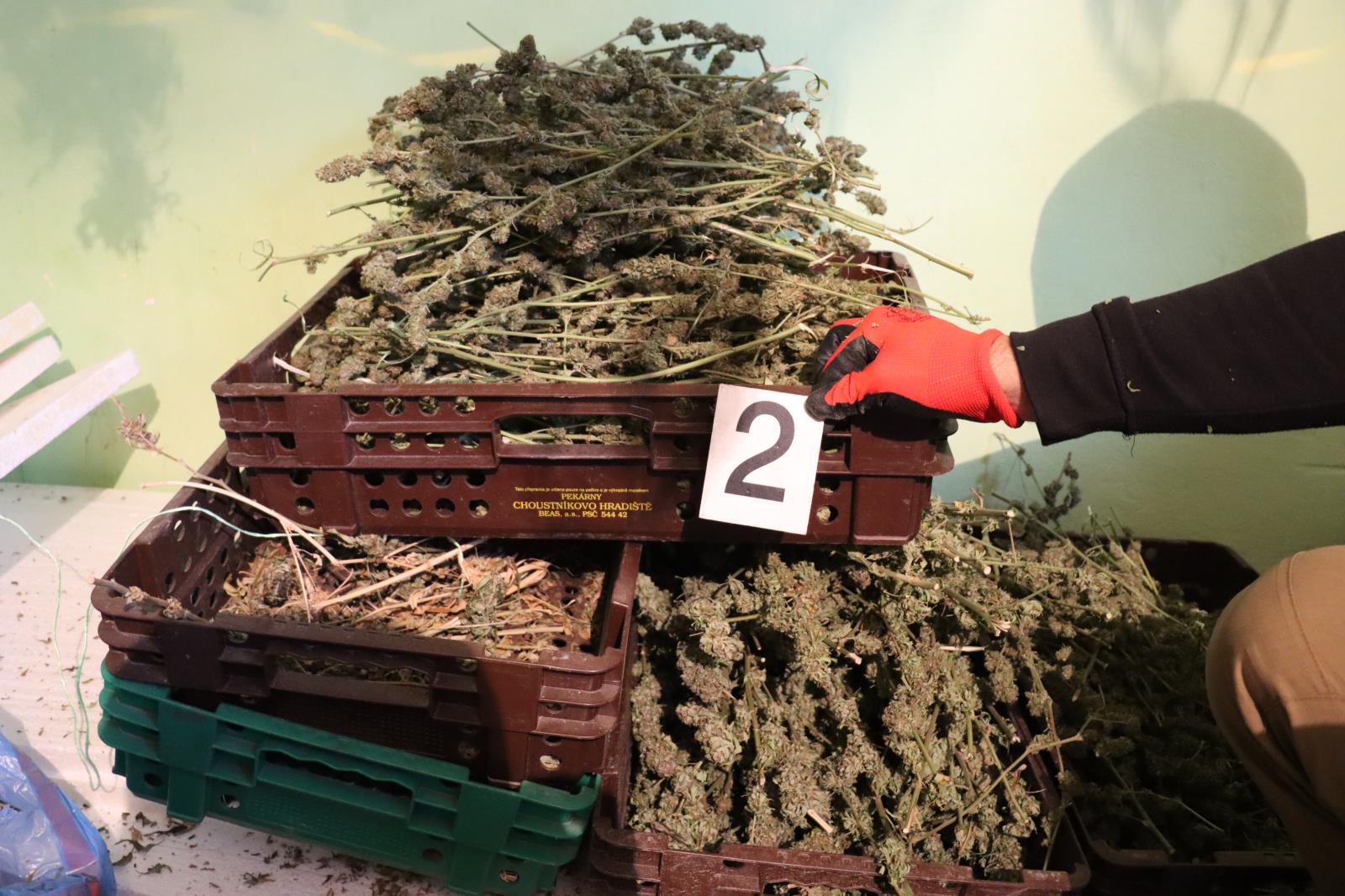 zajištěné konopí