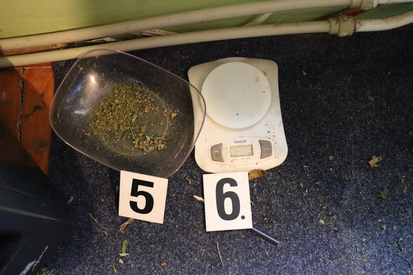 zajištěné konopí