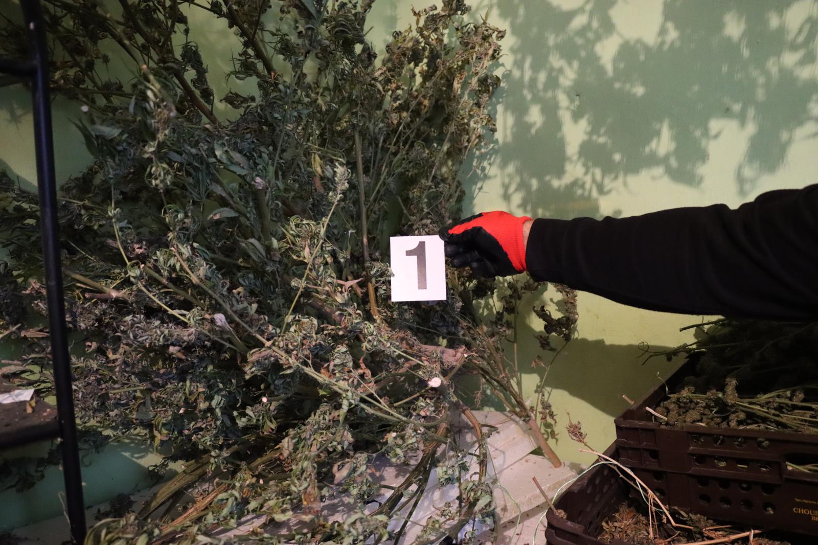 zajištěné konopí