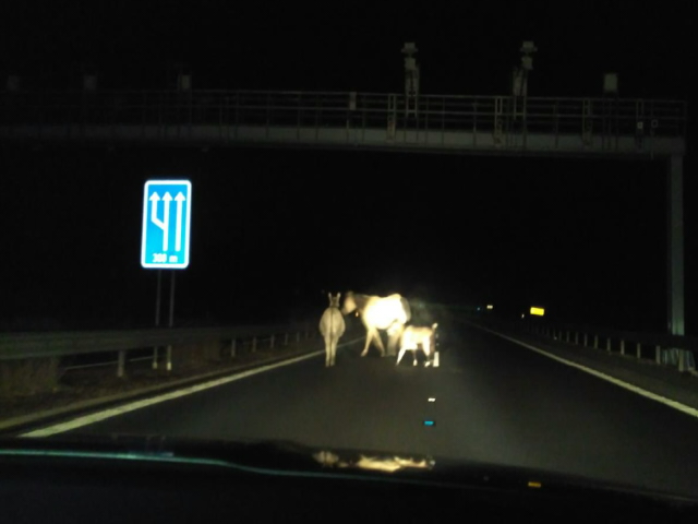zvěř na D6