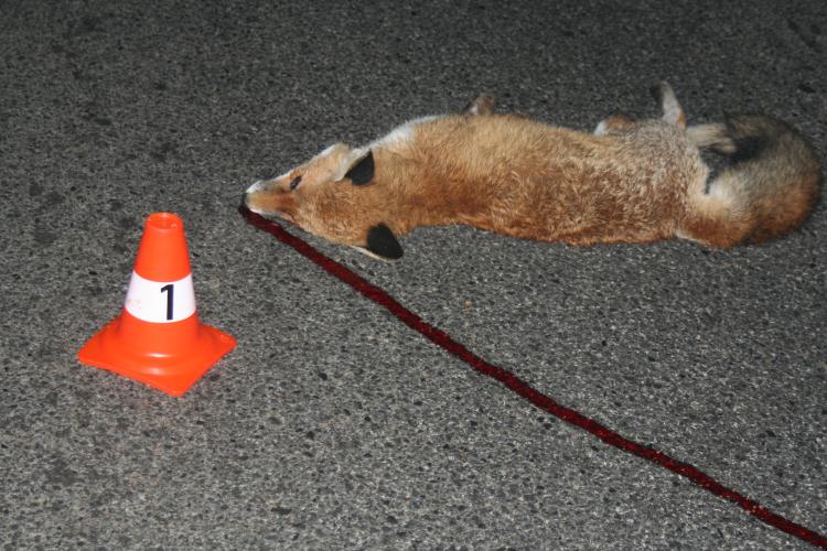 liška.jpg 