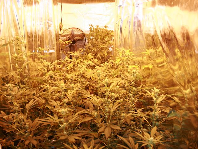 zajištěné konopí