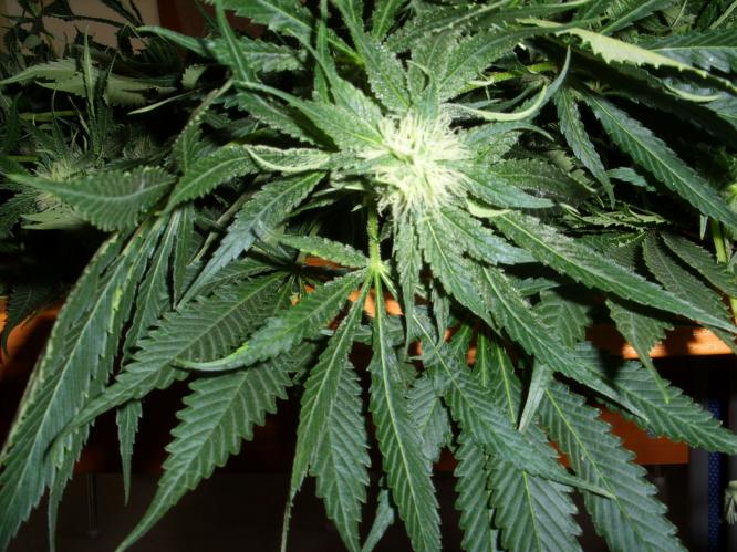 zajištěné rostliny