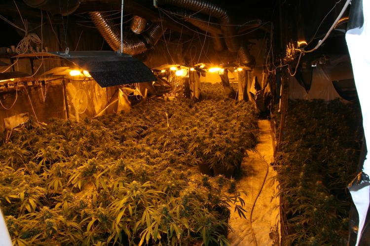 pěstírna HU 7.6.2012.JPG