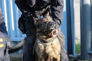 zraněný policejní pes.jpg
