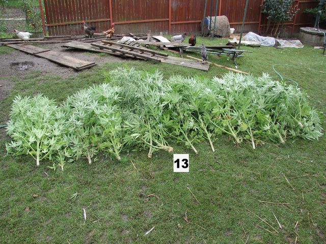 Marihuana Napajedla2.jpg