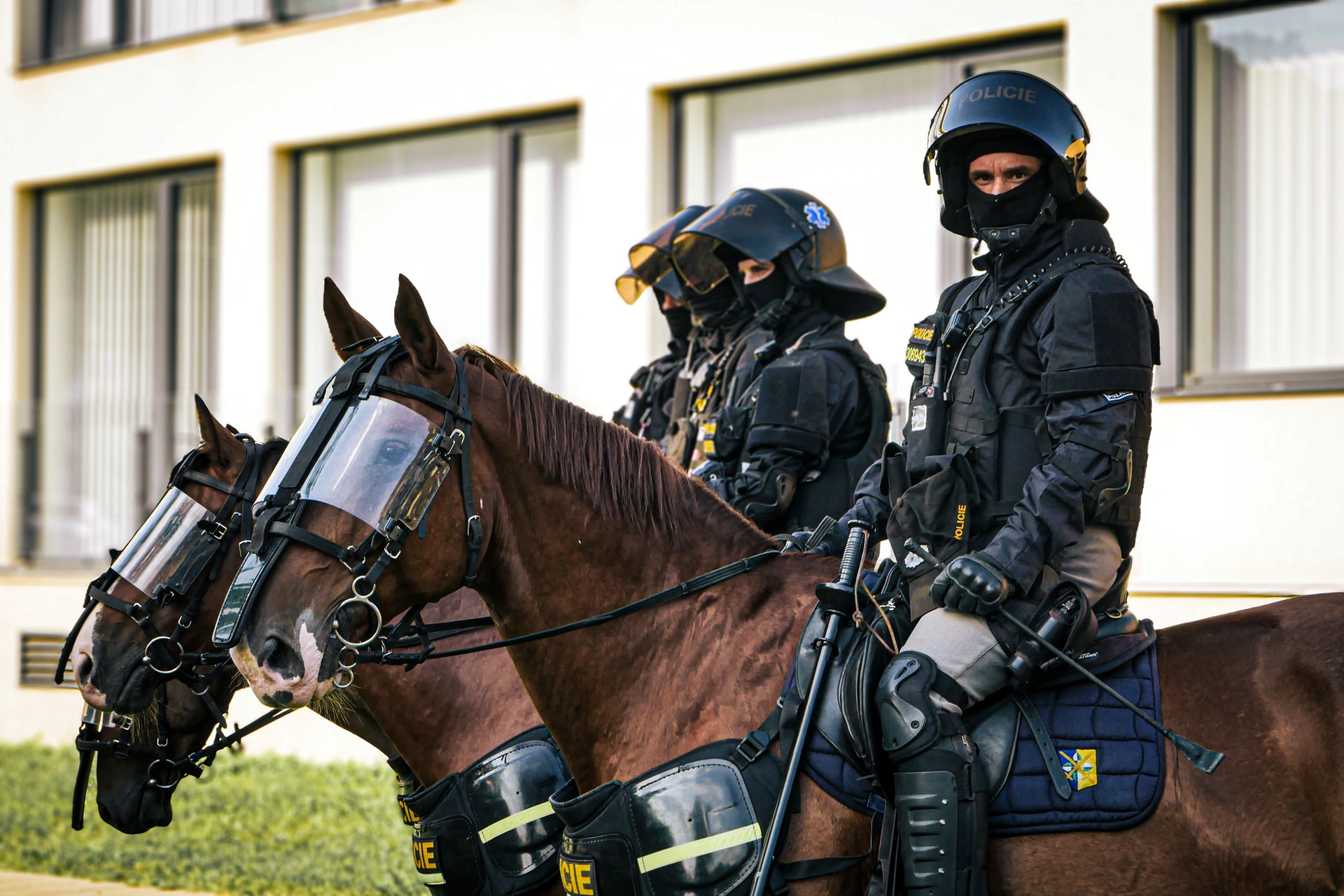 Hledáme kolegy a kolegyně na služební hipologii